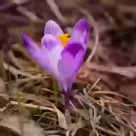 Heuffelianus